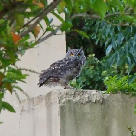 Willa Tuckaway Somerset West Zewnętrze zdjęcie